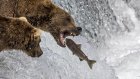 En Alaska, les ours rempilent pour leur concours de poids lourds
