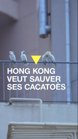 Hong Kong veut sauver ses cacatoès