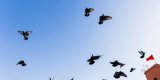 « Pas un travail, mais une histoire d’amour » : au Maroc, la folie des pigeons voyageurs
