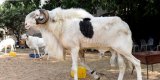 Au Sénégal, le ladoum, mouton star pour la Tabaski