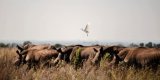 Afrique du Sud : l’ancien plus grand éleveur de rhinocéros au monde arrêté pour trafic de cornes