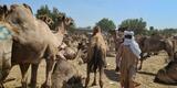 Le Tchad veut mieux rentabiliser son immense cheptel de dromadaires