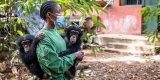 En Sierra Leone, un sanctuaire pour les chimpanzés menacé par l’alarmante déforestation