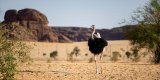 Le Tchad retire la gestion de ses parcs naturels à l’ONG sud-africaine African Parks