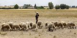 Au Maroc, une fête de l’Aïd sans sacrifice de mouton
