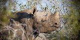 Contre le braconnage des rhinocéros, rien de tel que leur couper les cornes