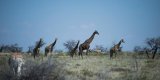 Namibie : l’une des plus grandes réserves animalières d’Afrique menacée par un incendie gigantesque