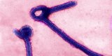 En RDC, une nouvelle épidémie d’Ebola fait 15 morts