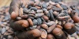En Côte d’Ivoire, le prix du cacao fixé à un niveau record