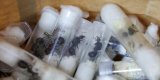 Trafic de fourmis : l’un des jeunes Belges arrêtés au Kenya avait monté un réseau d’approvisionnement
