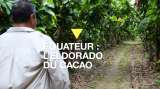 En Équateur, les producteurs de cacao se frottent les mains