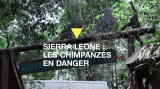 Sierra Leone : les chimpanzés menacés par la déforestation