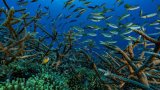 L'océan en ébullition: en Afrique de l'ouest, les zones de peuplement du micronecton se (…)