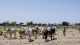 Tchad: dans le sud du pays, des notables catholiques dénoncent un projet de code pastoral «scélérat»