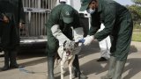 Le Maroc accusé d'abattage massif de chiens errants à l'approche de la CAN 2025