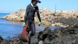 Pourquoi certaines plages algériennes sont-elles envahies d'algues ?