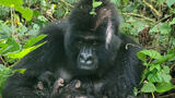 RDC: naissance exceptionnelle de jumeaux gorilles dans le parc national des Virunga
