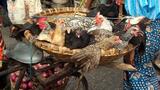 Du Bénin au Cameroun, des solutions à la cherté de l'alimentation dans l'aviculture traditionnelle