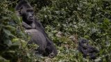 RDC: les violences dans le Nord-Kivu et Sud-Kivu touchent aussi le parc national de Kahuzi-Biega