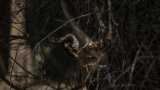 RDC: lechwe d’Upemba, une antilope rare, photographiée pour la première fois depuis 50 ans