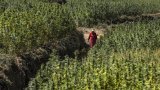 Maroc: les producteurs de cannabis légaux incités à cultiver la variété locale pour économiser l'eau