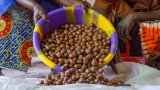 Le commerce d’amandes de karité de plus en plus restreint en Afrique de l’Ouest