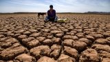 La crise de l'élevage marocain fait monter les prix de la viande et menace l'Aïd