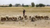 Le Maroc célèbre un Aïd el-kebir sans sacrifice du mouton après l’appel du roi Mohammed VI