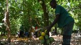 Côte d'Ivoire: Alassane Ouattara annonce aux planteurs ivoiriens la hausse du prix d'achat du cacao