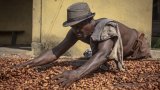 Les cours mondiaux du cacao atteignent un plus bas depuis 20 mois