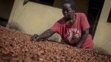 Ghana: une hausse du prix du cacao pour les producteurs en trompe-l'œil
