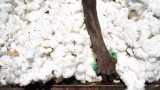 Le coton invendu s'accumule et impacte tout les maillons de la chaîne
