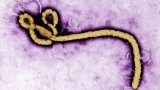 RDC: une nouvelle épidémie d'Ebola fait au moins seize morts