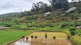 Madagascar lance le programme « Riz hybride » en provenance de Chine