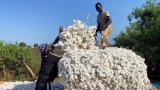 Les cotonniers africains sur le qui-vive refusent d'être déclassés