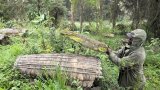 Rwanda: les ravages des pesticides dans les ruches d'abeilles