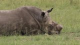 Afrique du Sud: l'écornage des rhinocéros contribue à réduire fortement le braconnage, selon une (…)
