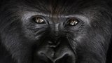 Au Rwanda, la population grandissante de gorilles en danger à cause du manque d'espace