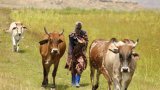 Alimentation: l'auto-suffisance laitière, un enjeu stratégique majeur mais sous-exploité en Afrique