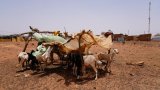 Une étude décortique le trafic de bétail par le Jnim et les VDP entre le Burkina, le Ghana et la (…)