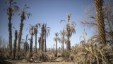 Maroc : l'année 2024 est la plus chaude jamais enregistée