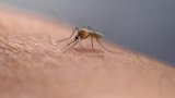 Des moustiques découverts pour la première fois en Islande: une conséquence du réchauffement (…)