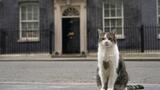 Larry le chat fête ses 15 ans à Downing Street: ce qu'il faut savoir sur le félin le plus célèbre de Grande-Bretagne