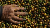 Coup de frein sur les prix du café robusta et arabica