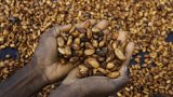 Hausse des prix du cacao en Côte d'Ivoire: «Ces prix jamais-vus ne tiennent pas compte de (…)