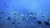 1 677 espèces marines risquent de disparaître compte tenu de la dégradation de l'océan