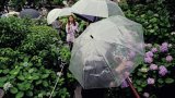 Une fin précoce pour la saison des pluies dans l'ouest du Japon