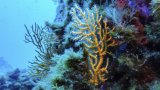 L'acidification des océans augmente : 7 limites planétaires franchies sur 9
