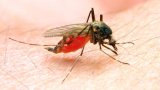 Cette maladie nous a tout volé: des hommes atteints d'éléphantiasis après des piqures de (…)