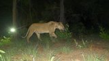 Centrafrique: la présence d'une lionne prouvée dans le nord-est pour la première fois en six ans